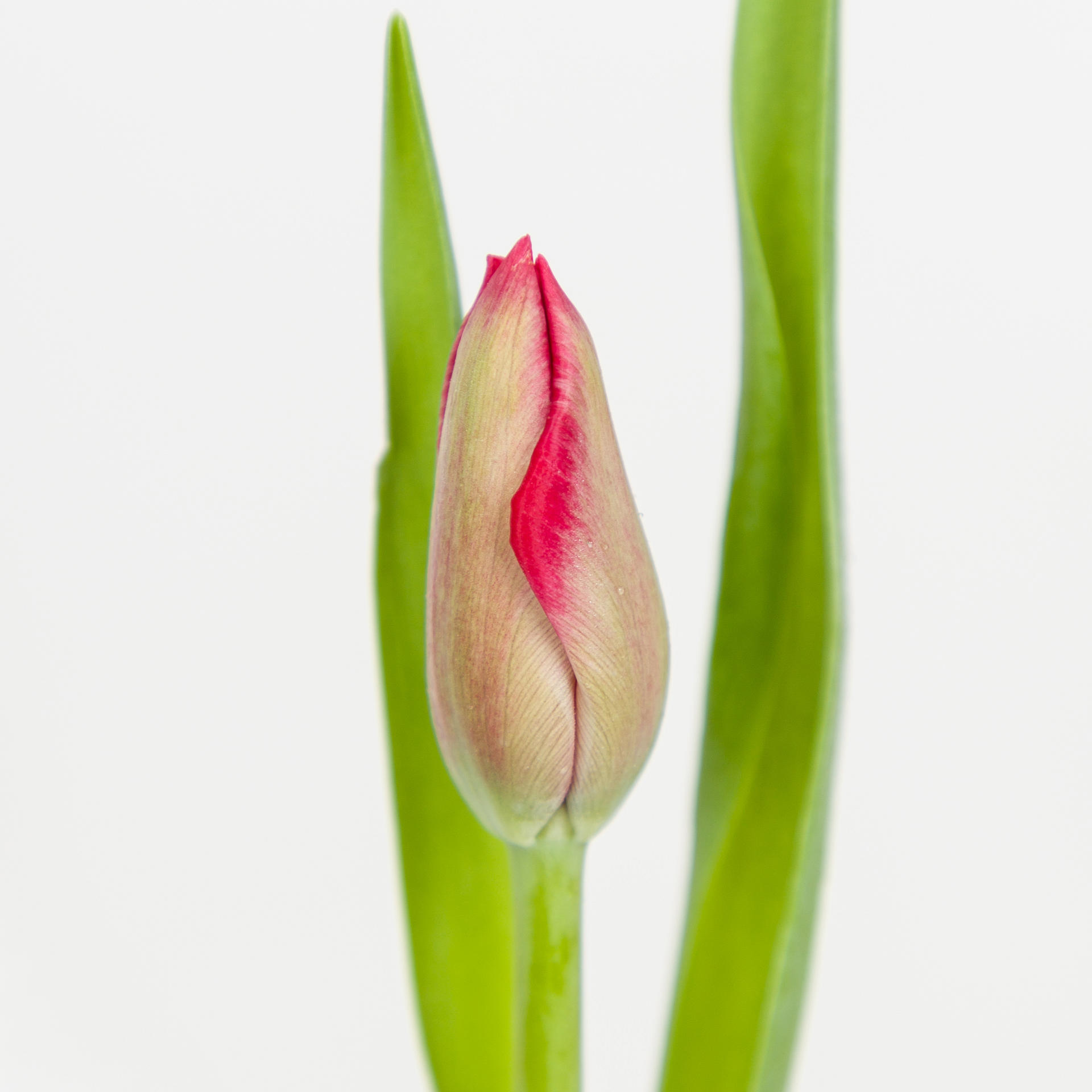 50x Tulipa ile de france en 30cm