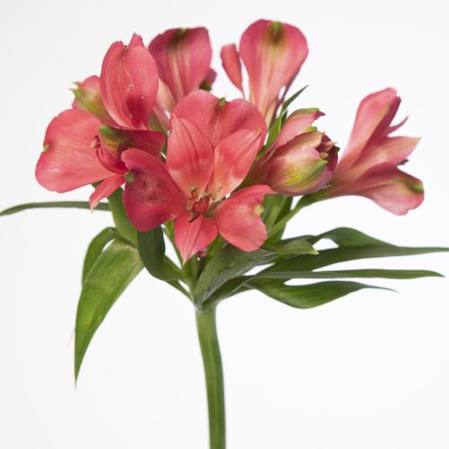 10x Alstroemeria heartbreaker 70cm