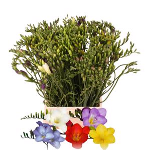 50x Frees.mix var. 50cm