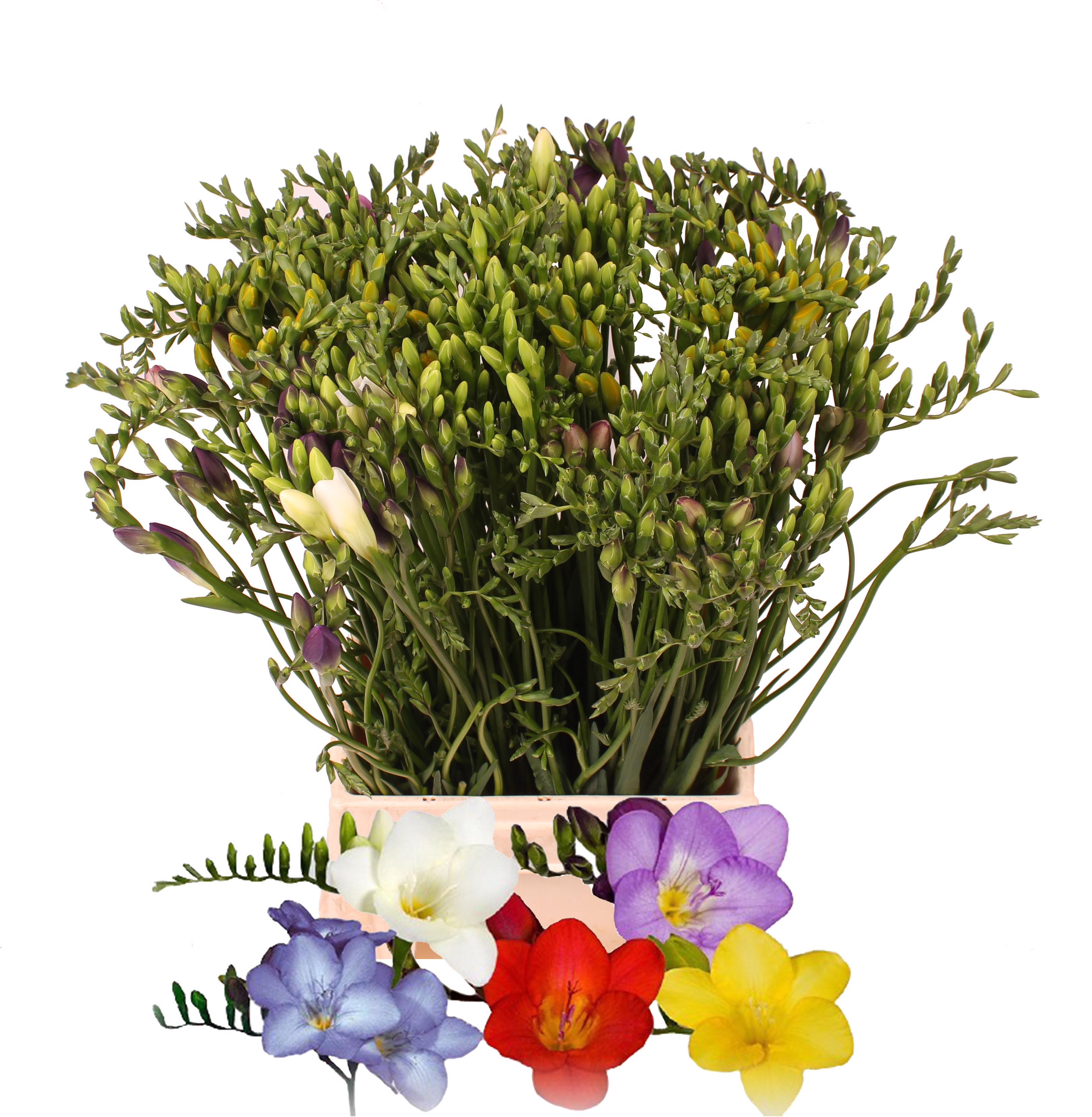 50x Frees.mix var. 50cm