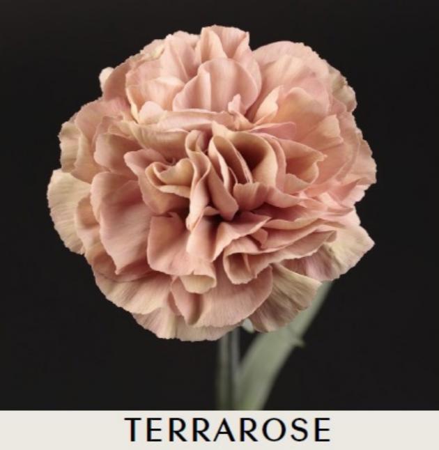 20x Dian.st.terrarose 70cm