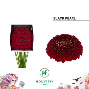 25x Germ.pomponi black pearl 70cm