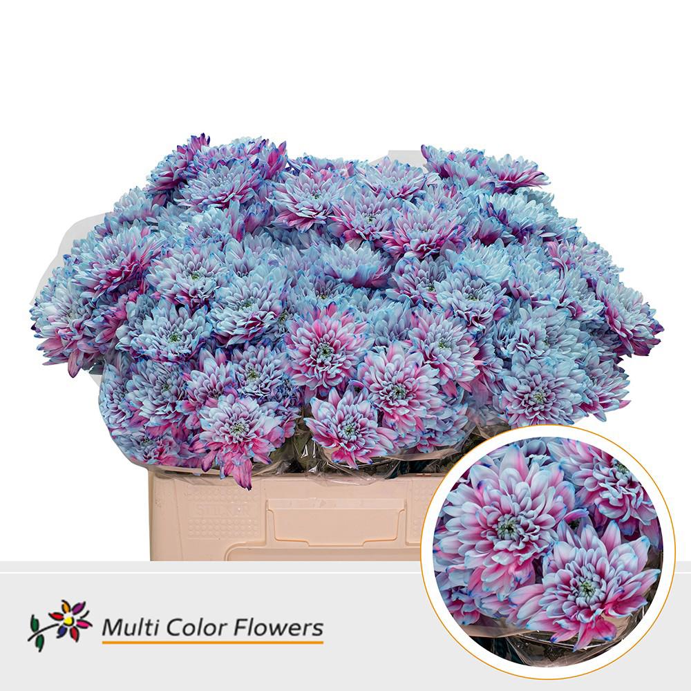 10x Chrysant overig 60cm