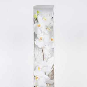 25x Phal.sensation white