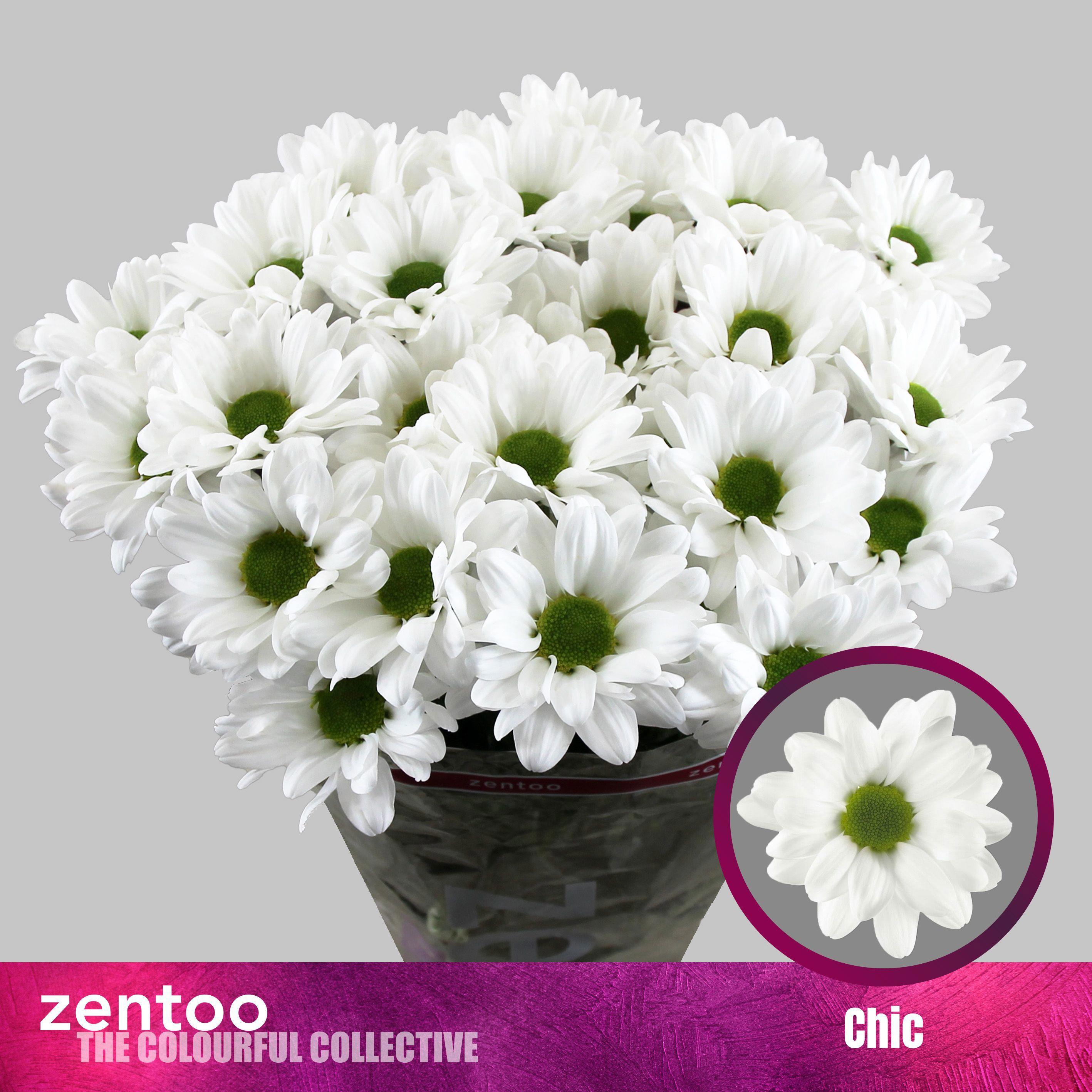10x Chrysant chic 70cm