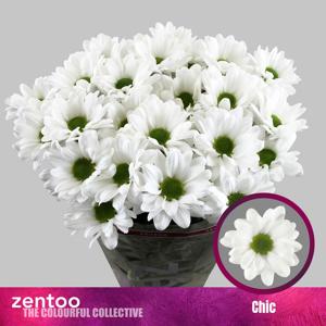 10x Chrysant chic 70cm