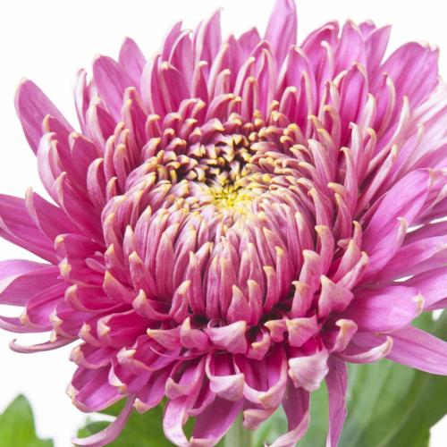 10x Chrysant bislet g 80cm