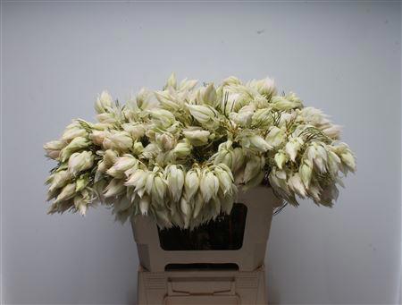 10x Pg serruria florida 60cm