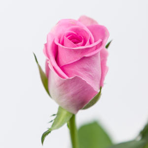 20x Rosa aqua! 40cm