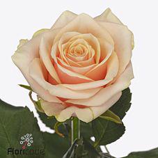 10x Rosa bellini! 50cm