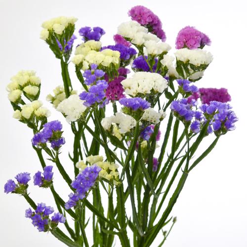 25x Lim.st.mix/pak 5 kleuren 80cm