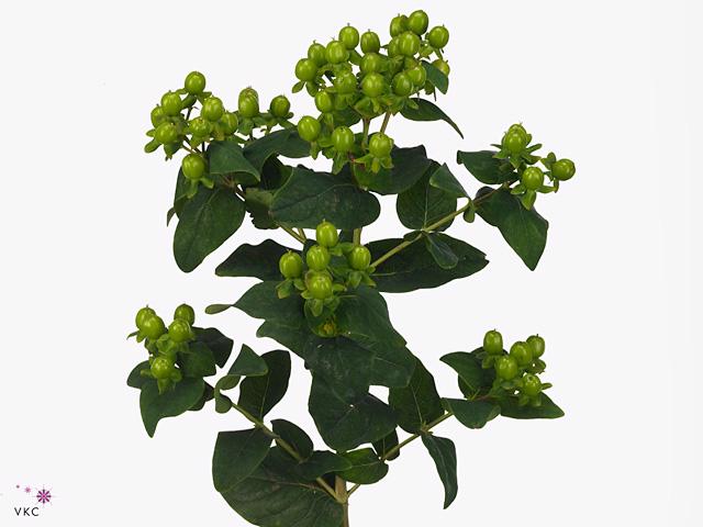 25x Hyper.mag.green power 50cm