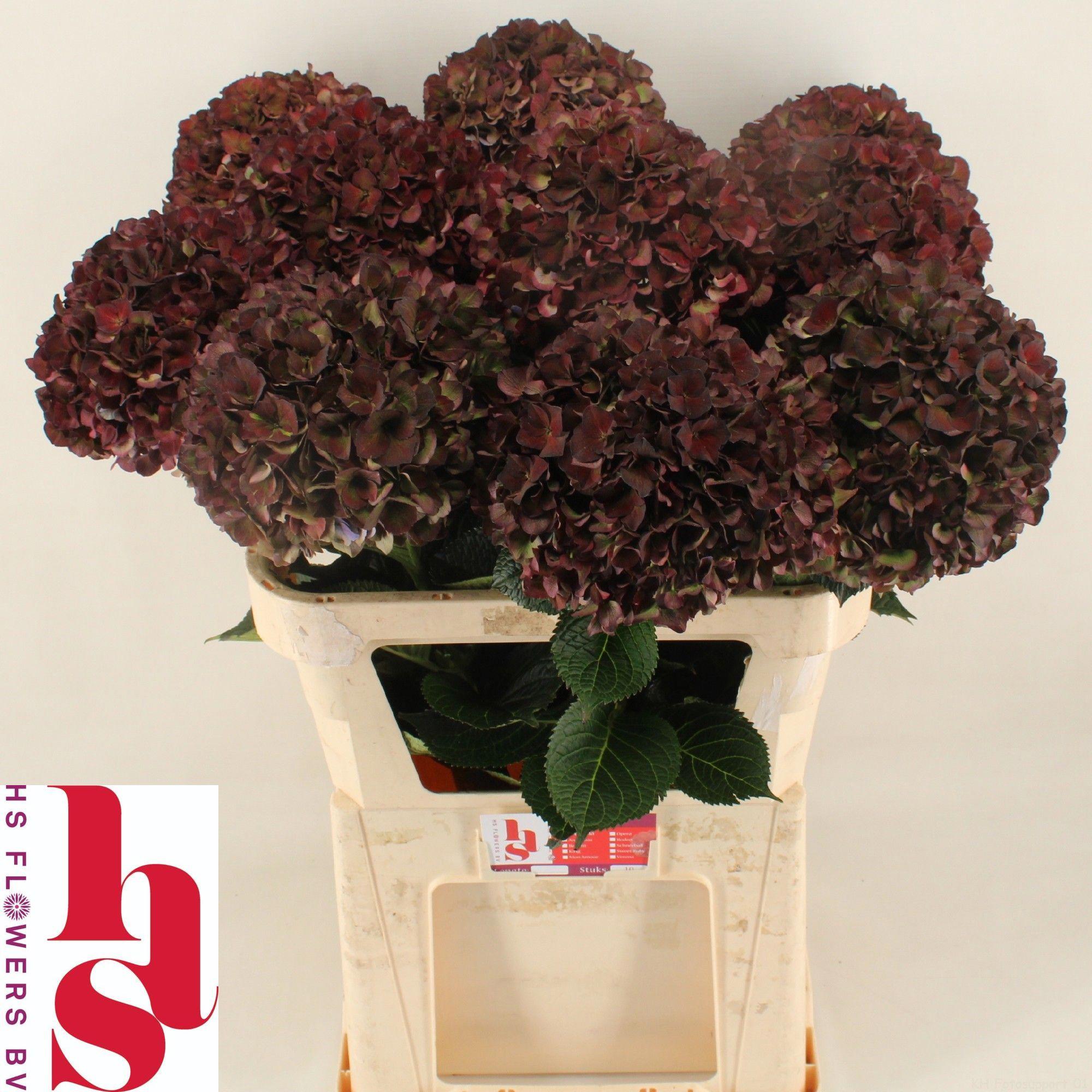 10x Hydr.mag.pink ruby classic 80cm