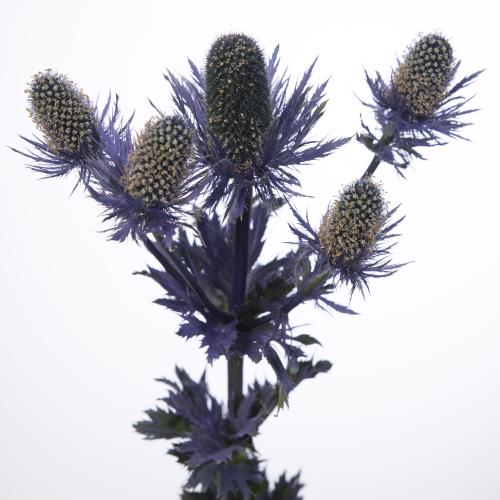 10x Eryngium alpinum 70cm