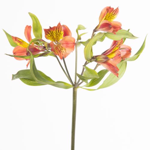 10x Alstroemeria hiphop 70cm