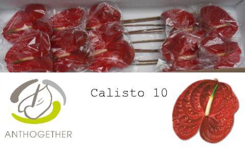 10x Anth.calisto 10cm