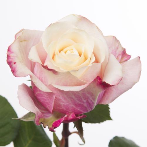 20x Rosa marosa 50cm