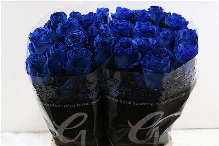 25x Rosa mondial blue 70cm
