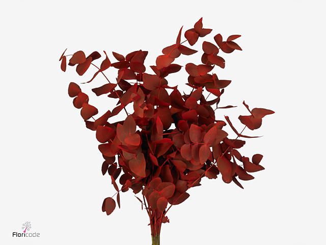 10x Sg eucalyptus cin.(v) overig 70cm