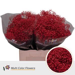 25x Gipskruid xlence rood 70cm