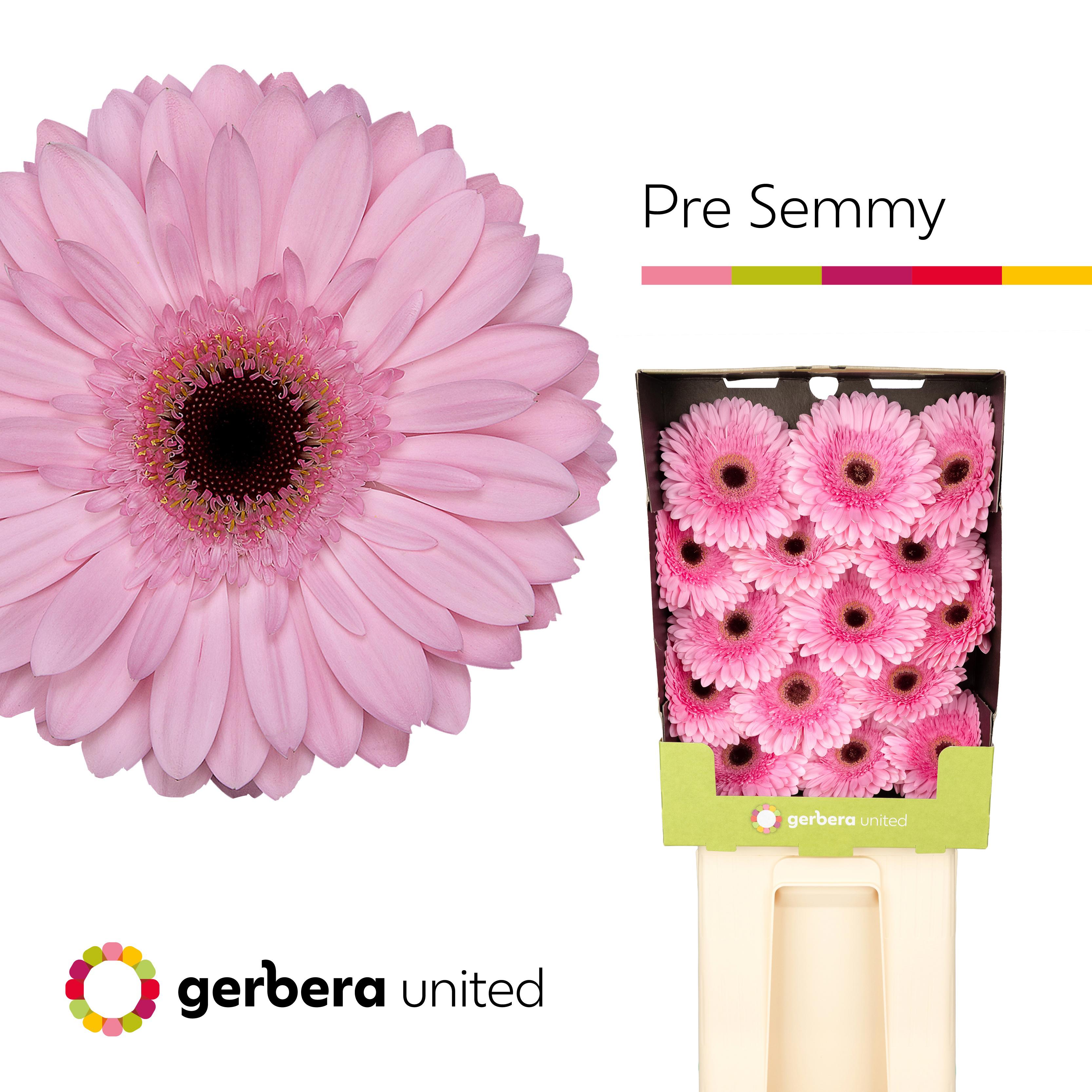 15x Gerb.pre-semmy 70cm