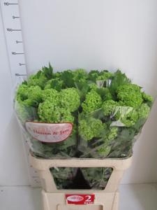 10x Vibur.roseum 80cm