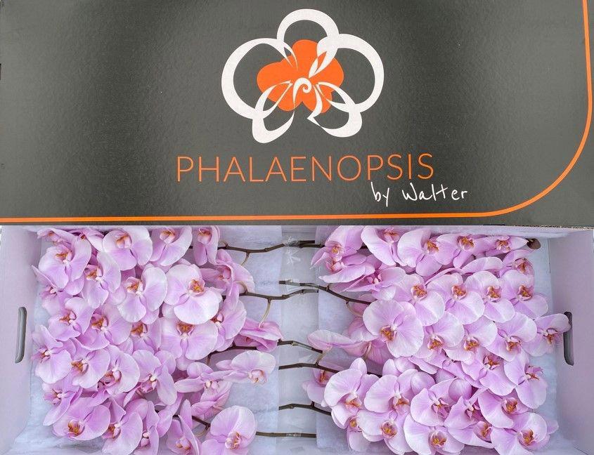 10x Phal.tikal 80cm