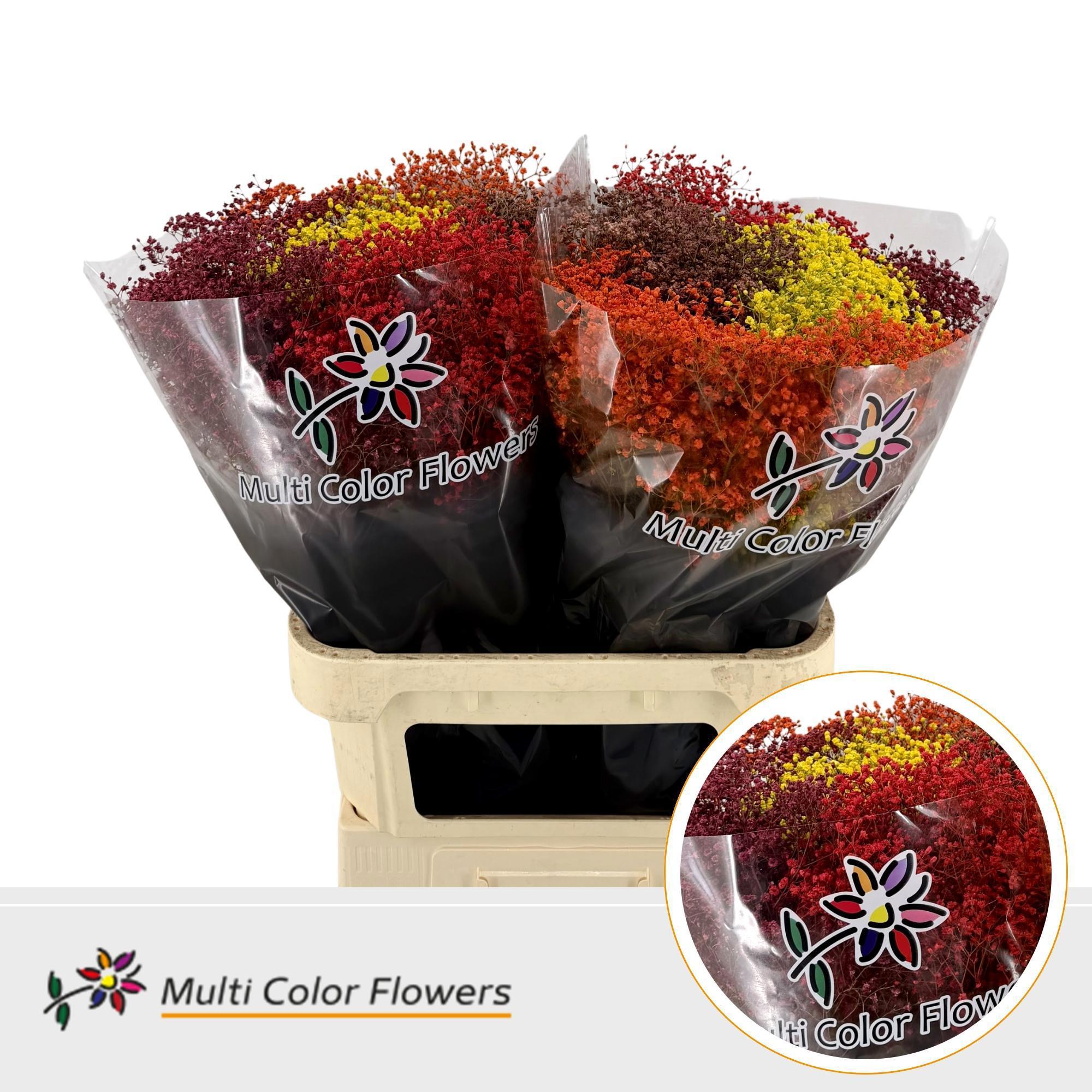25x Gipskruid m.stars herfst mix 80cm
