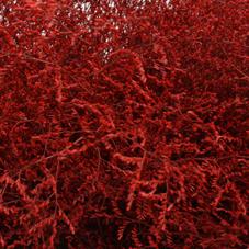 25x Lim. rood 70cm