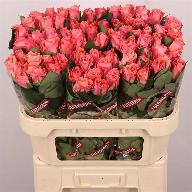 10x Rosa miss piggy+ 70cm