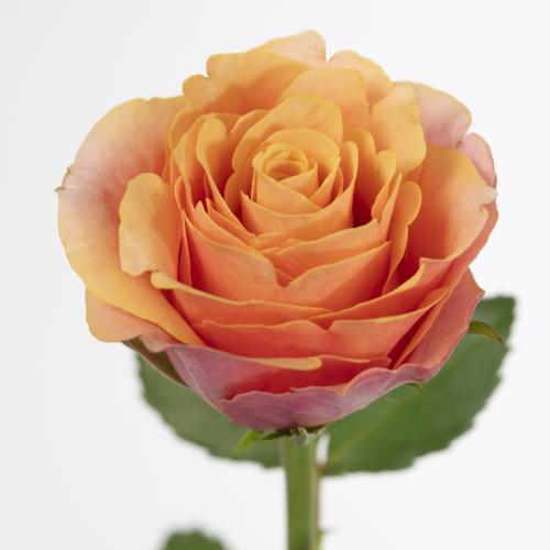 20x Rosa melange 60cm