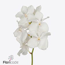 16x Vanda kan.ansu no.1 20cm