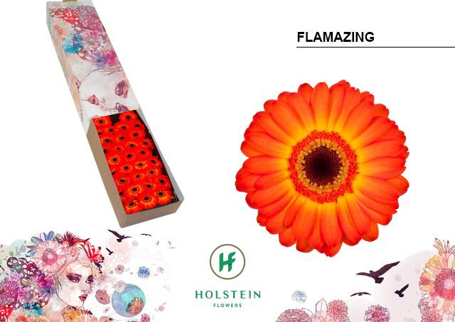 60x Germ.flamazing 40cm