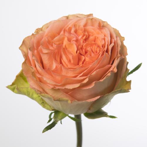 20x Rosa barbarella 50cm