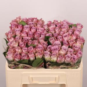 20x Rosa memory lane! 50cm