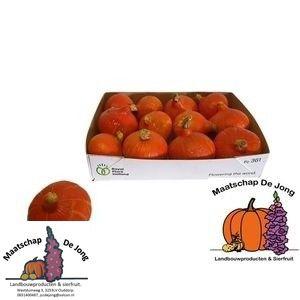 12x Sf cucurbita kalebas 10cm