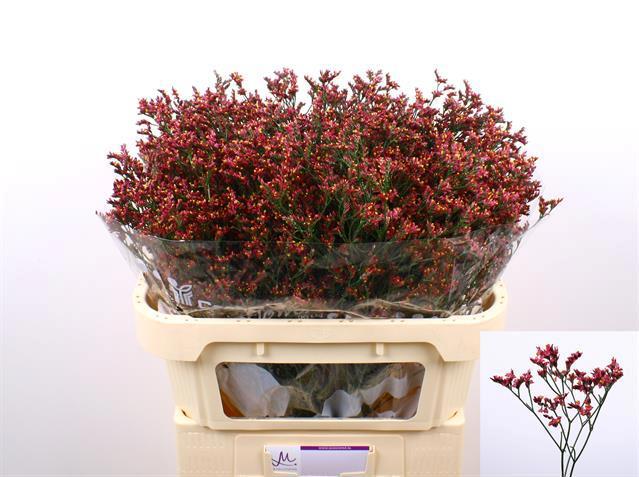 25x Lim.scarlet diamond 60cm