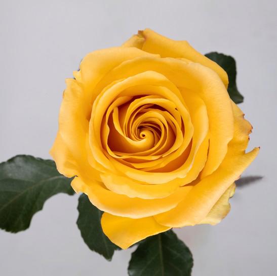 25x Rosa bumblebee 60cm