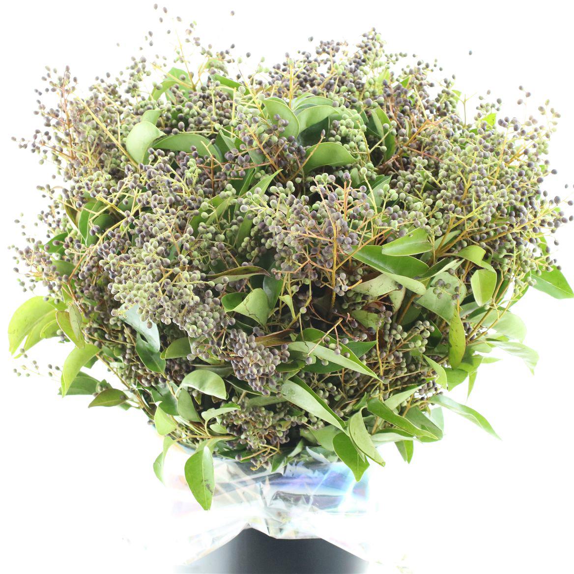 10x Ligustrum sp.(bes) 50cm