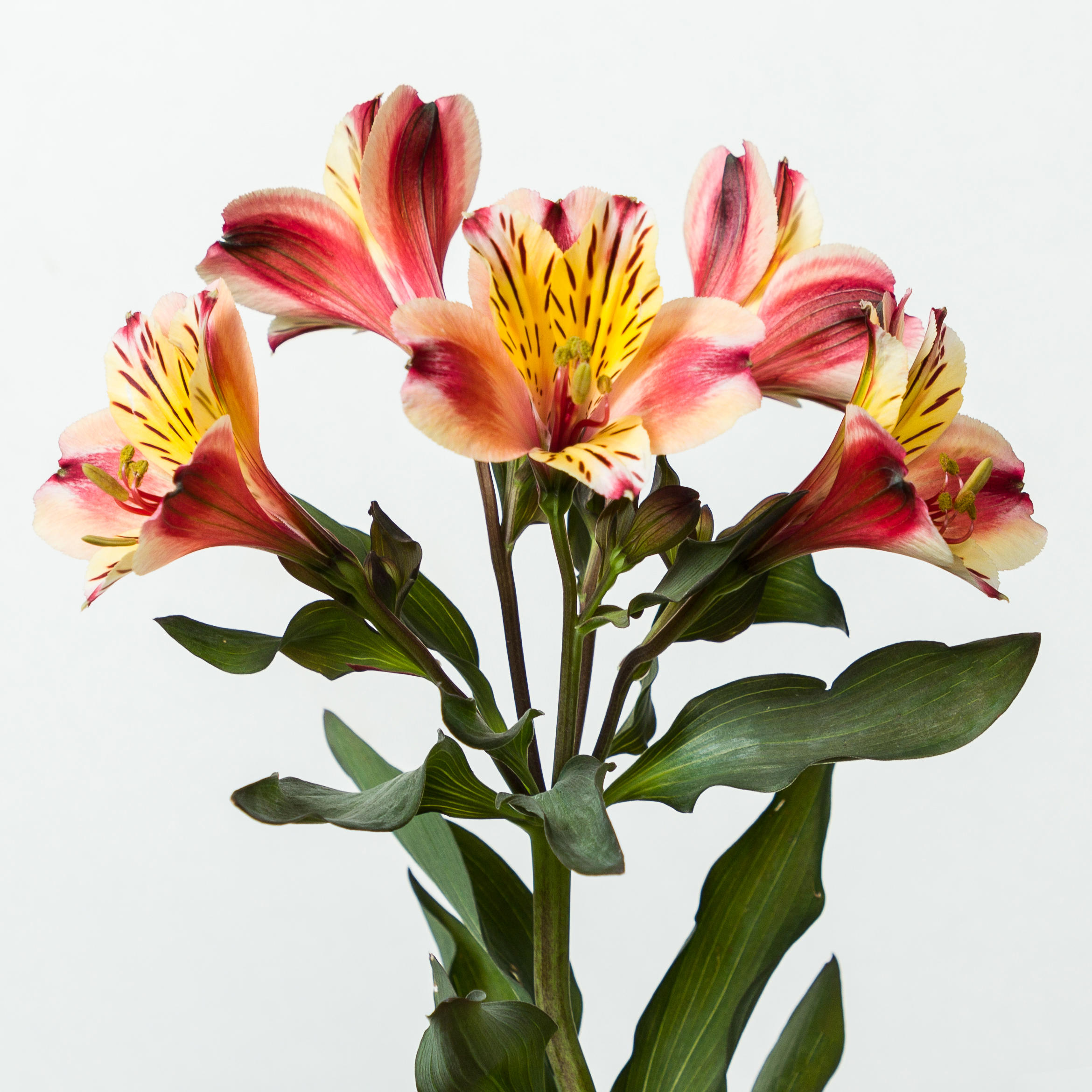 1x Alstroemeria - rood 40cm