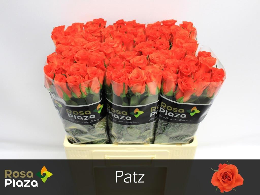 20x Rosa patz 60cm