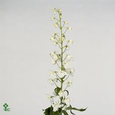 10x Delph.magic fountain white du 60cm