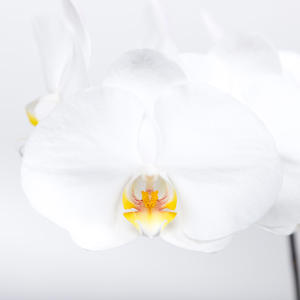 25x Phal.kobe
