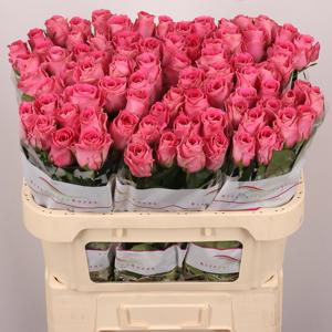 10x Rosa water game 70cm