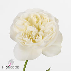 10x Rosa lincoln park white! 50cm