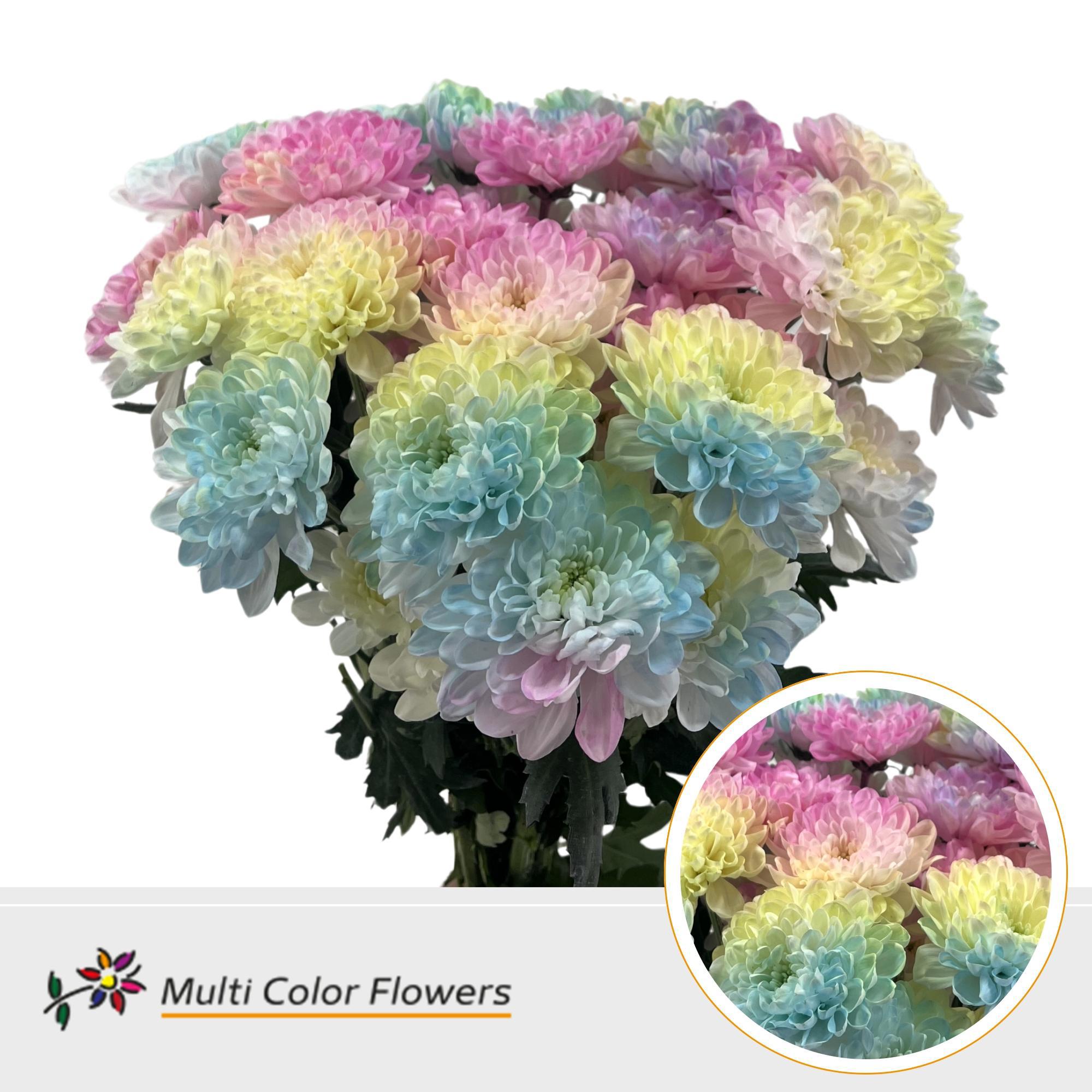 10x Chrysant overig 60cm