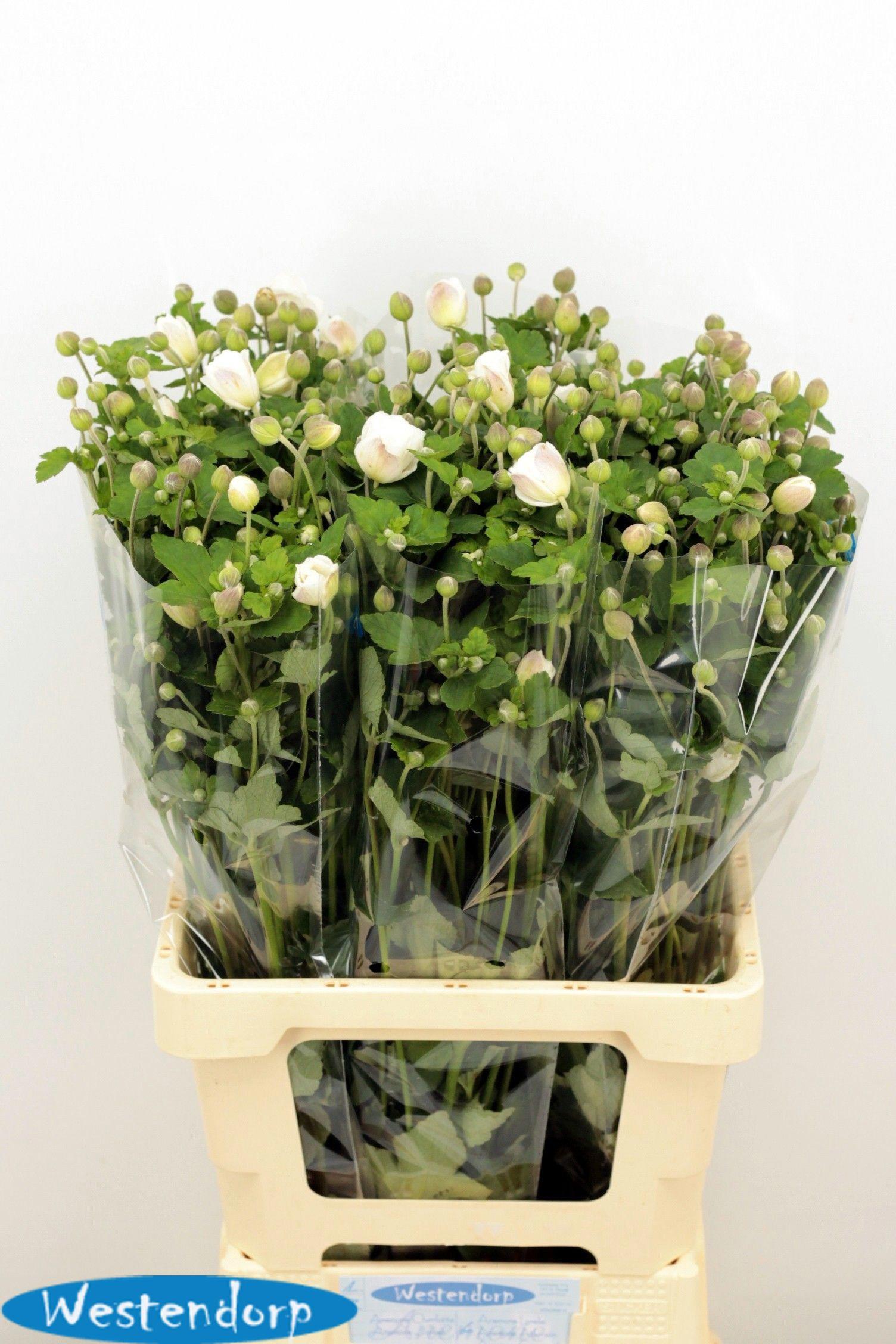 20x Anem.atkinson 70cm