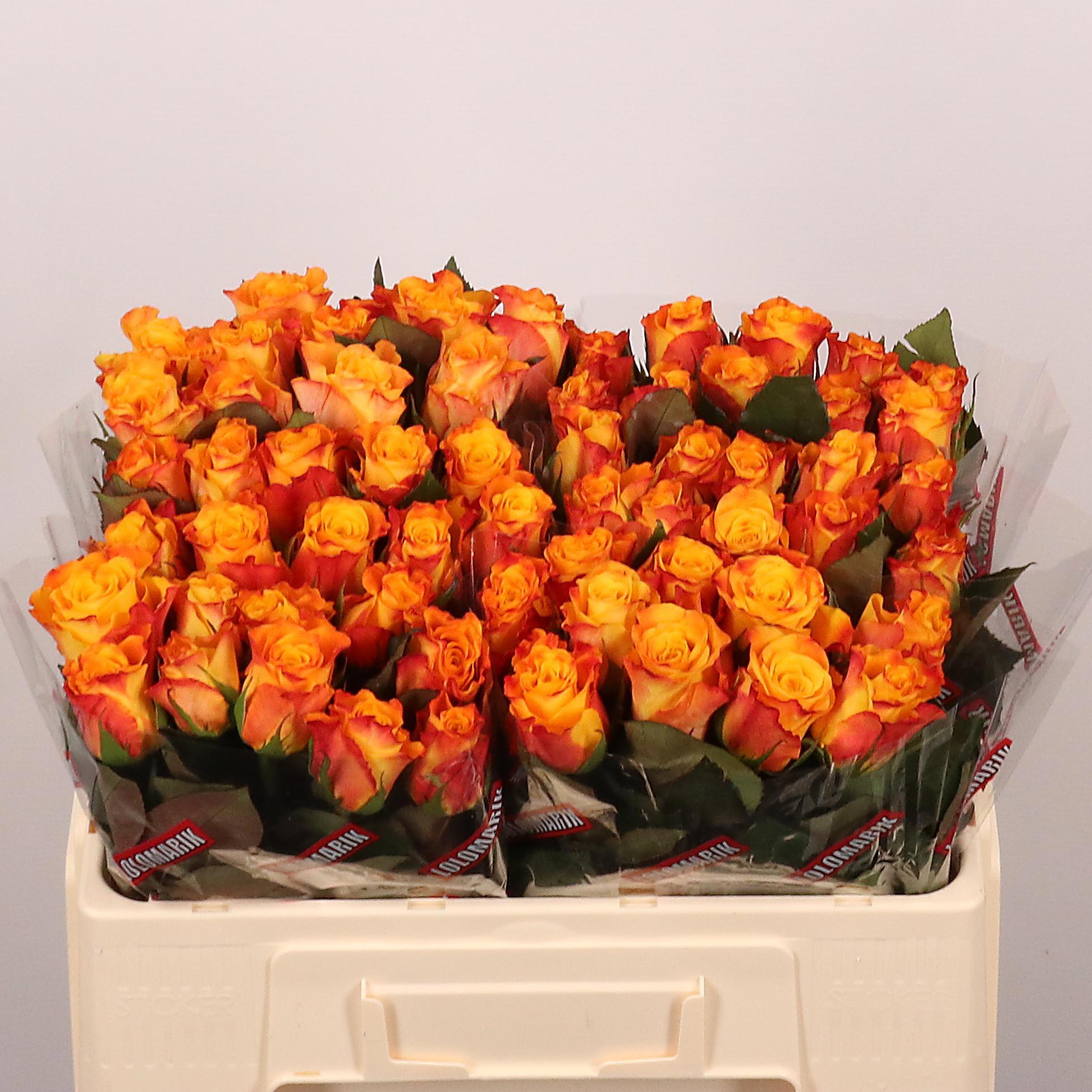 20x Rosa marie-claire! 50cm