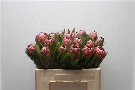 5x Prot.pink ice 50cm