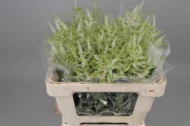 20x Astil.washington 50cm
